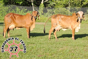 La Ganadería El Tesoro lidera este remate que estará operado por la Comercializadora Ganadera de Asocebú S.A.S.. Foto: Asocebú. remate Los Tesoros del Gyr e Invitados asocebú