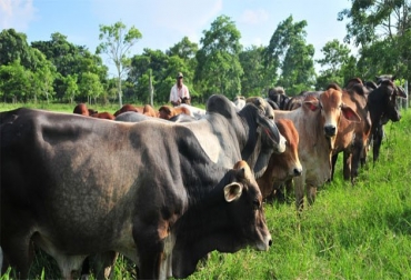 El propósito fundamental del Plan de Repoblamiento Bovino es ofrecer mayor transparencia en la adquisición y entrega final de los semovientes. Foto: Cortesía El Heraldo plan de repoblamiento bovino en Atlántico