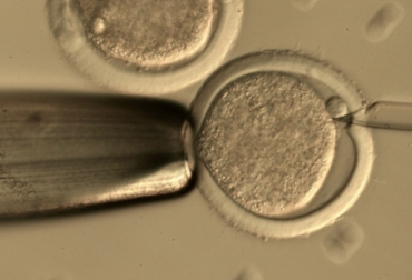 Para mejorar la calidad de los embriones no fue necesario el uso de hormonas, según la investigación. Foto: www.serida.org Embriones de vacas