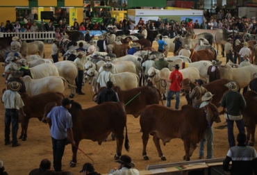 Más de 100 mil personas visitaron las instalaciones de la Feria. Foto: Asocebú. Exposición Nacional Ganadera 2014