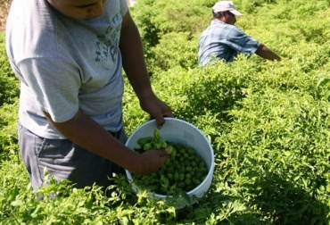 La SAC señala que es necesario que se reduzca la brecha entre lo rural y lo urbano para fortalecer el campo. Foto: CONtexto Ganadero. Producción agrícola en Colombia