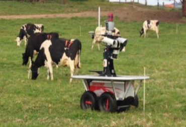 El robot apoya en las tareas cotidianas de arrear el ganado. Foto: Cortesía - Ecuavisa. Robot que ayuda a arrear ganado