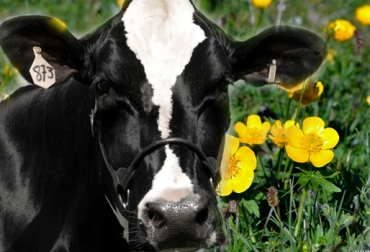 El botón de oro es una de las plantas que más apetecen los bovinos y se puede sembrar en climas templados. Foto: CONtexto Ganadero. pasto vacas