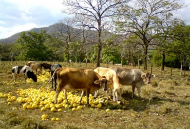 Las frutas aportan energía, proteína, minerales y vitaminas al hato bovino. Foto: CONtexto Ganadero. frutos para vacas