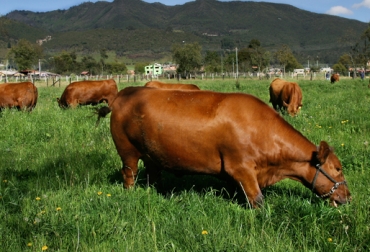 El fertilizante orgánico recupera los nutrientes de los pastos que consume el ganado en Colombia. Foto: CONtexto Ganadero. fertilizante orgánico