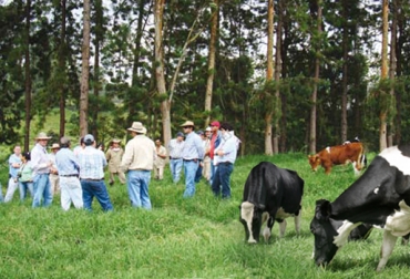 Pequeños ganaderos del Valle del Cauca fueron escogidos para formar parte del proyecto de Alianzas Productivas. Foto: CONtexto Ganadero. ganadería sostenible