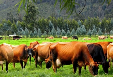 La división de praderas le garantiza al productor tener vacas mejor alimentadas. Foto: CONtexto Ganadero. división de praderas vacas