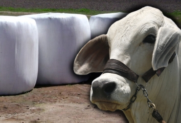 La calidad de los silos se puede medir en laboratorio o mediante una técnica más rudimentaria, pero igual de eficaz. Foto: CONtexto Ganadero. calidad de silos