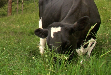 Cada forraje tiene cierto número de hojas que representa la cantidad de nutrientes que allí se depositan. Foto: CONtexto Ganadero. calidad forraje vacas