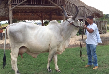 Rafael Díaz hijo y Julieta, vaca guzerá que batió récord en producción de leche en la Feria Ganadera de La Dorada, Caldas. Foto: Fedegán-Córdoba. récord leche