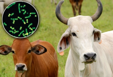 La tecnología del semen sexado les permite a los ganaderos optimizar sus procesos productivos. Foto: CONtexto Ganadero. Semen sexado