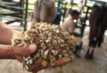 El contenido de proteína cruda se clasifica como de ‘mediano a alto’ con valores entre el 23% y el 26%, con procesos de digestión en promedio de 17,6%. Foto: Fedegán. Semilla motosa de algodón