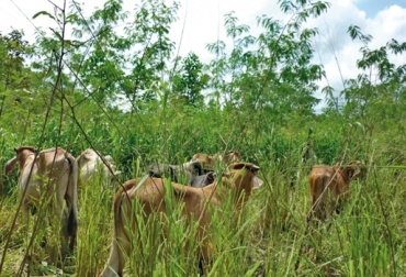 Los sistemas silvopastoriles ayudan al ganadero, pero si no se implementan adecuadamente, pueden fracasar. Foto: CONtexto Ganadero. Sistemas silvopastoriles