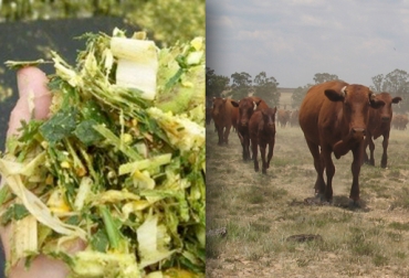 Si en el predio se conserva ensilaje, el productor se evita el traslado del hato a zonas lejanas. Foto: CONtexto Ganadero. trashumancia bovina