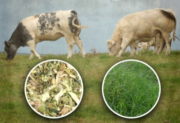 El silo es un suplemento con altos aportes nutricionales para el ganado bovino. Foto: CONtexto Ganadero. Ensilaje para ganaderos