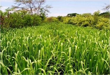 El uso de microorganismos en plantas, según revela estudio, fomenta su crecimiento, lo cual mejoraría la producción de carne y leche. Foto: Unimedios. Sistemas silvopastoriles