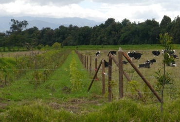 Entre 2 y 3 años los ganaderos de trópico alto podrán acceder a estos nuevos modelos. Foto: Corpoica. Sistemas sivopastoriles en trópico alto Colombia