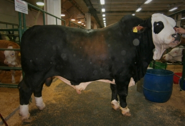 El toro simbrah pesa 1.180 kilos. Foto: CONtexto Ganadero simbrah