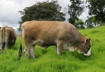 Recuerde siempre calcular el valor cultural del producto, con el fin de conocer el porcentaje de germinación. Foto: Cortesía. semillas forrajeras ganadería colombia