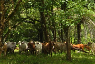 El uso e implementación de los sistemas silvopastoriles es una buena alternativa para cuidar y preservar los ecosistemas. Foto: Fedegán. Sistemas silvopastoriles