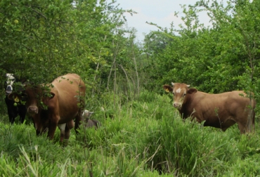 En promedio, los semovientes en Quindío ganan 16 kilos mensuales gracias a este sistema. Foto: Página del ganadero. Mejorar calidad de la carne con sistemas silvopastoriles