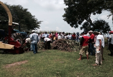 Corpoica JJT-18 se caracteriza por ser un sorgo dulce apto para ensilar. Foto: Corpoica. ensilaje de sorgo dulce forrajero apto para la sequía