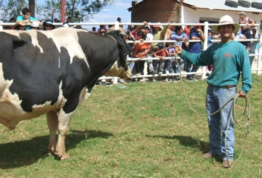 Las subastas solo comercializan un 20% de los ganados que se transan en el país. Foto: CONtexto Ganadero. Subasta ganado