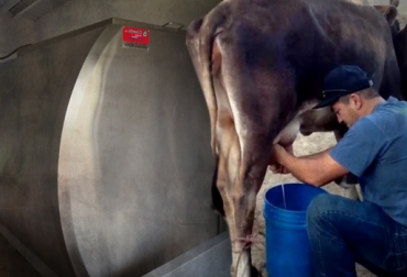 La industria paga a mejor precio por la leche con más sólidos y menos factores de contaminación. Foto: CONtexto Ganadero. leche inocua