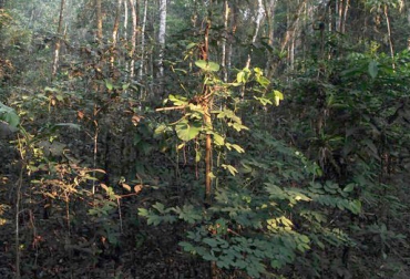 Colombia perdió 295 mil 892 hectáreas de bosque entre 2011 y 2012, según un estudio publicado el 5 de agosto. Foto: AFP. Tasa de deforestación Colombia