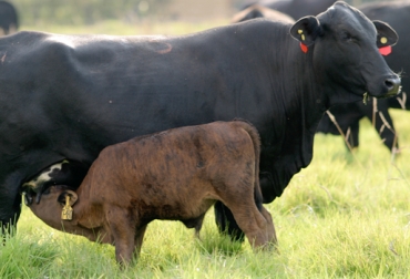 Una de las prácticas de buen manejo de terneros huérfanos es darlos en adopción. Foto: Fedegán. terneros y bovinos