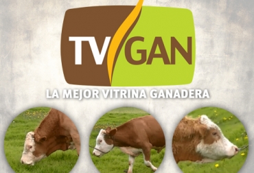 Los ganaderos han encontrado en TVGAN la opción de comercializar bovinos a diferentes regiones del país. CONtexto ganadero. TVGAN subasta ganadera