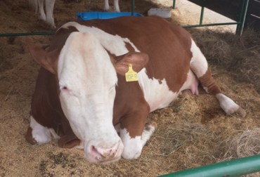 Si este trastorno no es detectado a tiempo, el animal puede morir. Foto: CONtexto Ganadero. Timpanismo bovino.