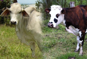 Los toretes y novillas son animales que en periodo de pubertad inician su vida sexual. Foto: Internet-CONtexto ganadero. toretes y novillas