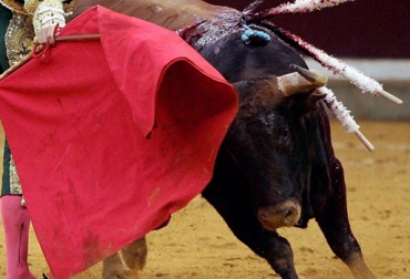 Cuando el toro es indultado puede ser usado como reproductor o destinado al beneficio. Foto: CONtexto Ganadero. Toro indultado