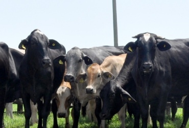 Nueva Ley de Trazabilidad Animal rige en Colombia desde julio de 2013. Foto: CONtexto Ganadero. Trazabilidad animal en Colombia