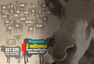 Dirigentes gremiales no creen que el ICA alcance a identificar 2 millones de reses en 2014. Foto: CONtexto ganadero. trazabilildad identificación bovina ICA