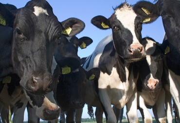 El ICA se comprometió a identificar 2 millones de animales en 2013; la meta no se cumplió. Foto: CONtexto Ganadero. trazabilidad bovina