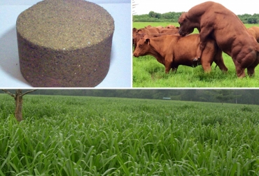 Los bloques multinutricionales son una opción de alimento favorable para el hato bovino. Foto: CONtexto ganadero. bloques multinutricionales