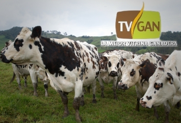 Ganadero, visite la página web de TVGAN: www.tvgan.com.co. Foto: CONtexto Ganadero. TVGAN vitrina agropecuaria