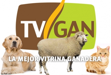 Productos para las mascotas de las fincas ganaderas y pujas de ovino-caprinos, nuevas líneas de TVGAN. Foto: CONtexto Ganadero. Venta de productos para gatos y perros
