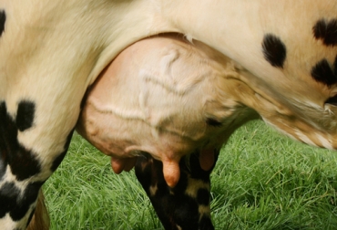 “Las terneras de hoy serán las vacas del mañana”, afirmó una de las expositoras. Foto: CONtexto ganadero. Ubre