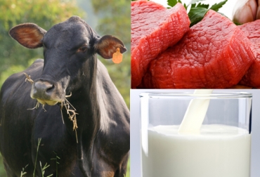 Leche y carne pueden tener componentes aparte de los nutricionales, entre los que están los que previenen enfermedades. Foto: CONtexto Ganadero. omega 3 en carne y leche