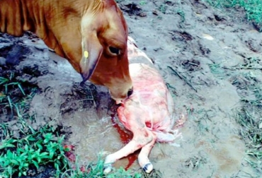 Cada una de las 5 enfermedades tiene incidencia en Colombia. Foto: girpaineiras.blogspot.com. aborto en bovinos