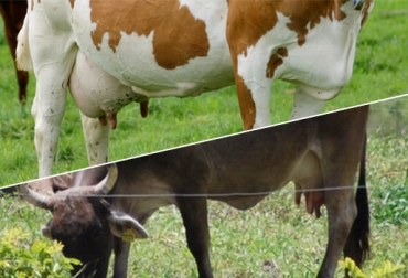 La tenencia de vacas improductivas es consecuencia de un deficiente manejo del predio. Foto: CONtexto Ganadero. vacas improductivas
