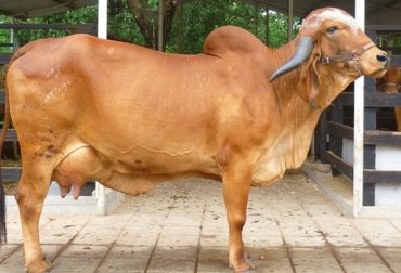 El hato bovino gyr puro está compuesto por 35 mil animales en Colombia. Foto: CONtexto Ganadero. raza gyr