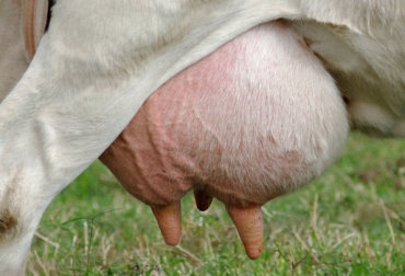 Cada vaca tiene una ubre compuesta por 4 pezones. Foto: CONtexto Ganadero. ubre vaca