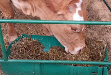 Más de 50 mil reses murieron en los primeros 8 meses de 2014 por la sequía en Colombia. Foto: CONtexto Ganadero. ensilaje ganado