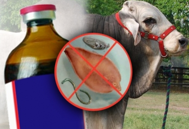 El diagnóstico del hato bovino favorece la elección del antiparasitario correcto. Foto: CONtexto Ganadero. antiparasitario