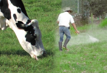 El nitrógeno es uno de los elementos que necesita el pasto para desarrollarse. Foto: CONtexto Ganadero. nitrógeno en pasturas