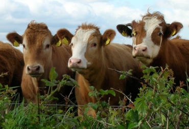 La trazabilidad bovina es uno de los requisitos exigidos por los mercados importadores de carne. Foto: CONtexto Ganadero. trazabilidad bovina